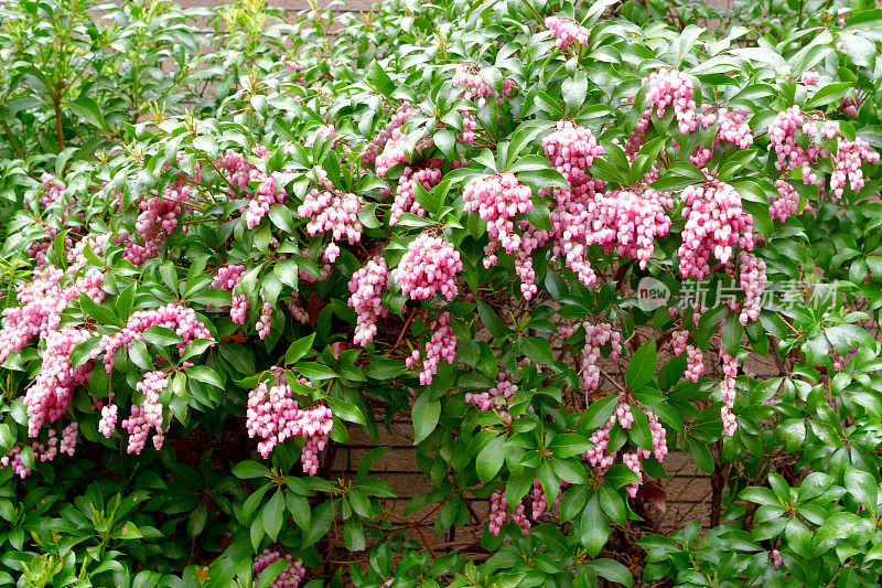 Pieris japonica /日本仙女座菌株